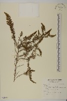 登錄號:S129715藏品圖，第1張