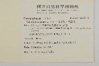 石竹、洛陽花、剪絨花藏品圖，第2張