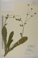 燈豎朽藏品圖，第1張