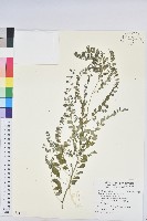 五蕊油柑藏品圖，第1張