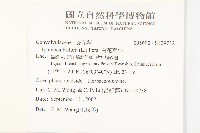 白花牽牛藏品圖，第2張