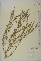 小葉藜藏品圖，第1張