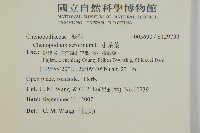 小葉藜藏品圖，第2張