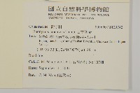 日本衛矛, 大葉黃楊藏品圖，第2張