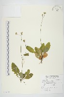 黃鵪菜藏品圖，第1張