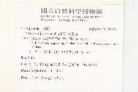 黃鵪菜藏品圖，第2張