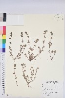 千根草藏品圖，第1張