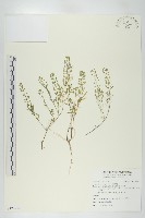 獨行菜藏品圖，第1張