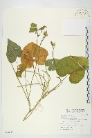 紅花野牽牛藏品圖，第1張