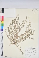 斑地錦藏品圖，第1張