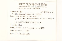 蟛蜞菊藏品圖，第2張