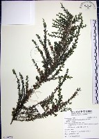 鐵掃帚、千里光藏品圖，第1張