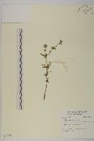 登錄號:S129773藏品圖，第1張