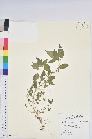 鐵莧菜藏品圖，第1張