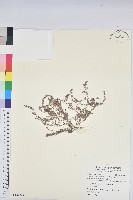 小葉大戟藏品圖，第1張