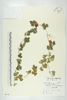 天花藏品圖，第1張