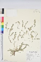 濱大戟藏品圖，第1張