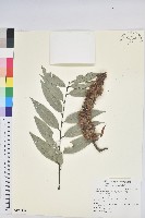 火燒柯、栲樹藏品圖，第1張