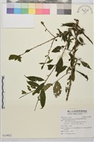 畢祿山鼠李藏品圖，第1張