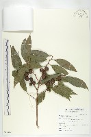 山紅柿藏品圖，第1張