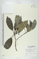 耿氏虎皮楠藏品圖，第1張