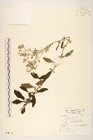 一枝香藏品圖，第1張