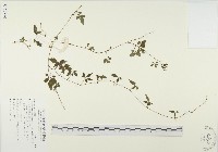 絞股藍藏品圖，第1張