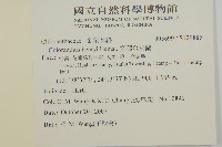 寬葉金粟蘭藏品圖，第2張