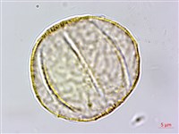 大苞偏穗花、大萼霜桂花藏品圖，第1張