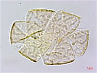 大苞偏穗花、大萼霜桂花藏品圖，第2張