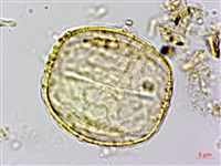 大苞偏穗花、大萼霜桂花藏品圖，第3張