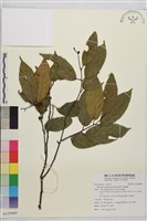 巒大雀梅藤藏品圖，第1張