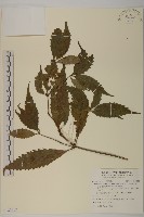 草珊瑚、紅果金粟蘭藏品圖，第1張