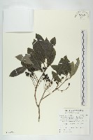 耿氏虎皮楠藏品圖，第1張