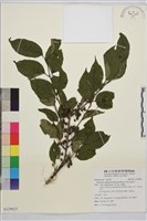 中原氏鼠李藏品圖，第1張