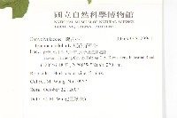 紅花野牽牛藏品圖，第2張