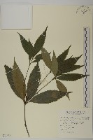 草珊瑚、紅果金粟蘭藏品圖，第1張