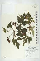 槭葉括摟藏品圖，第1張