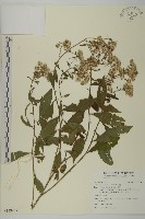 山白蘭藏品圖，第1張