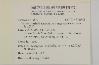 大頭艾納香藏品圖，第2張