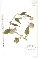 臺灣青木香藏品圖，第1張