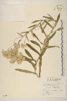 紅面番藏品圖，第1張