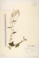 一枝香藏品圖，第1張