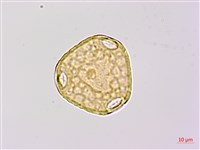 苗栗野豇豆藏品圖，第3張