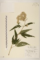 臺灣澤蘭藏品圖，第1張