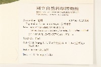 臺灣澤蘭藏品圖，第2張