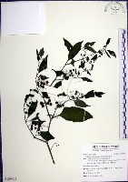 光果龍葵藏品圖，第1張