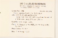 黃花三七草藏品圖，第2張