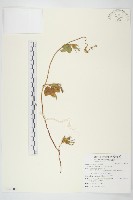 碗仔花藏品圖，第1張