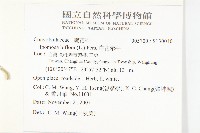 白花牽牛藏品圖，第2張